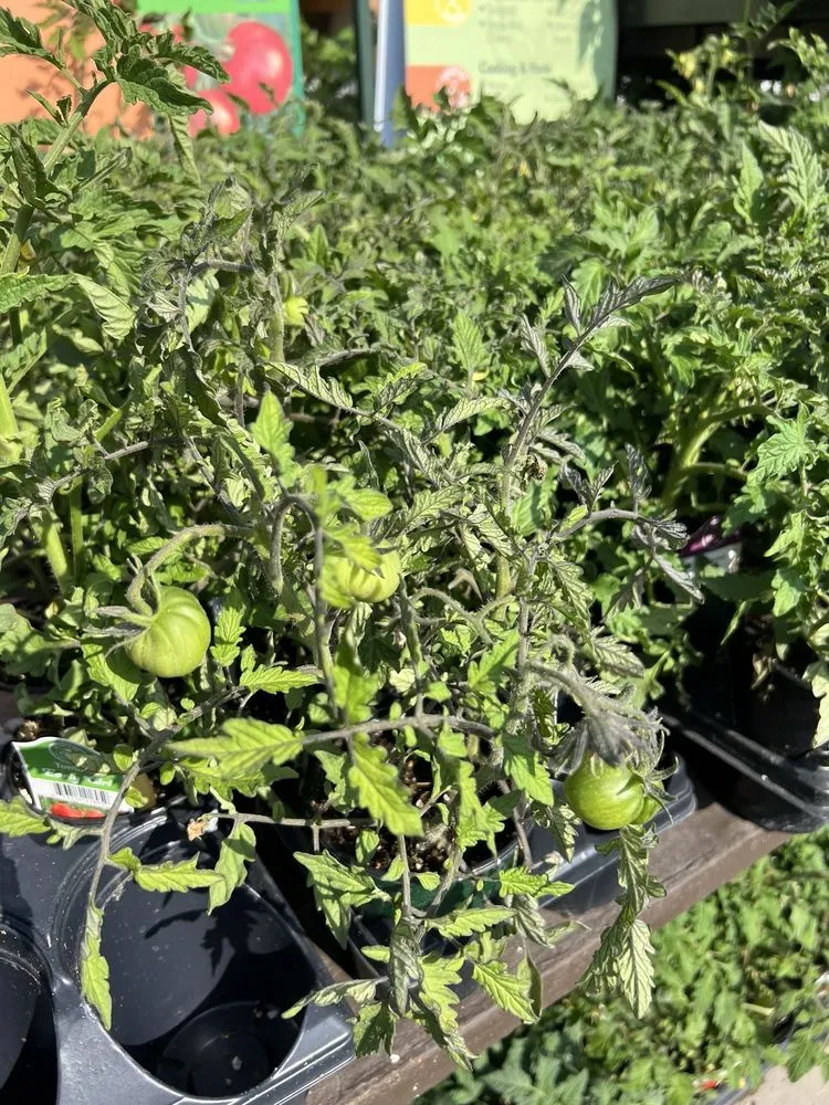 Trusted yard cleanup service experts serving Sherman Oaks, CA - Armstrong Garden Centers