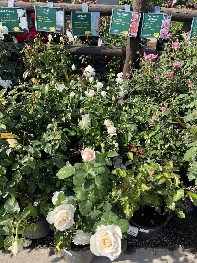 Professional lawn mowing service for beautiful yards in Sherman Oaks, CA by Armstrong Garden Centers