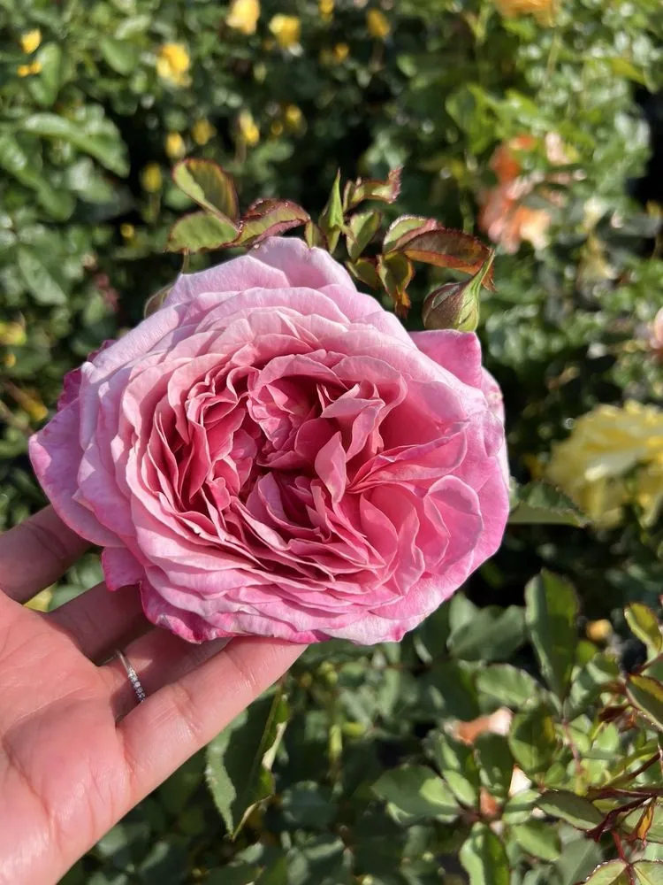 Local residential landscaping in Sherman Oaks, CA by Armstrong Garden Centers