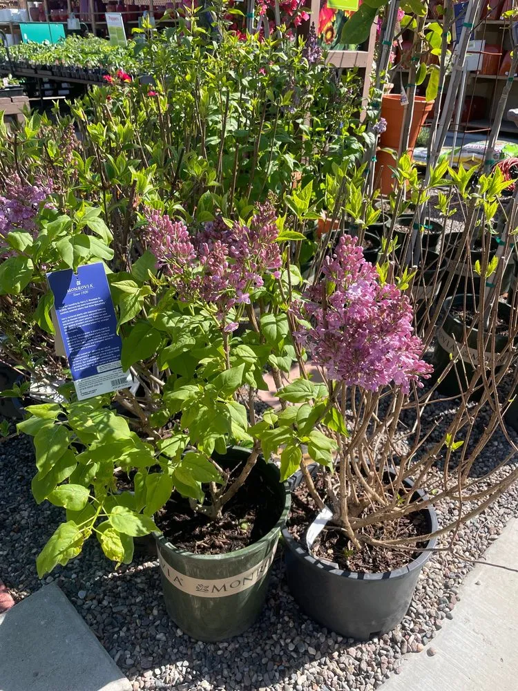 Trusted yard maintenance for homes in Sherman Oaks, CA by Armstrong Garden Centers