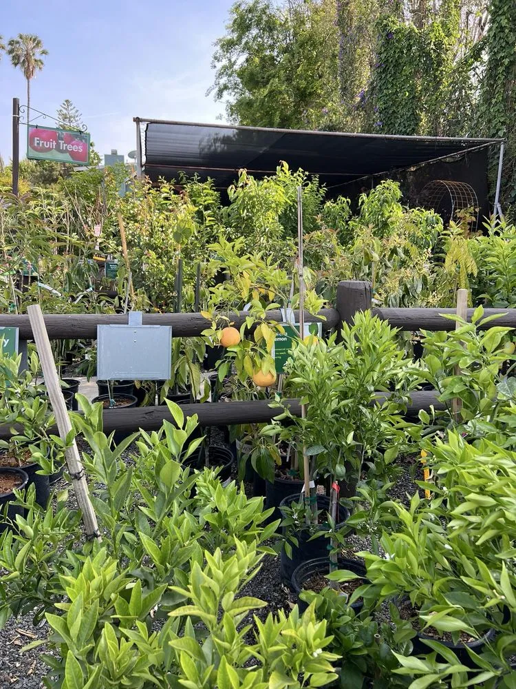 Professional yard cleanup service experts serving Sherman Oaks, CA - Armstrong Garden Centers