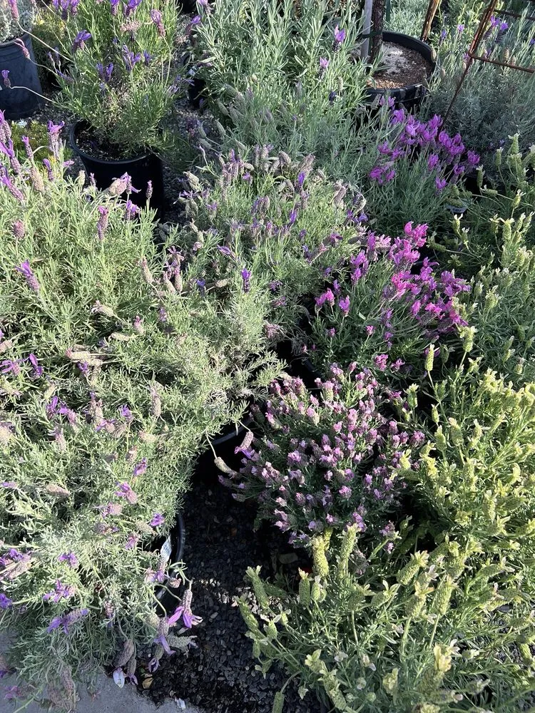 Reliable landscaping services experts serving Sherman Oaks, CA - Armstrong Garden Centers