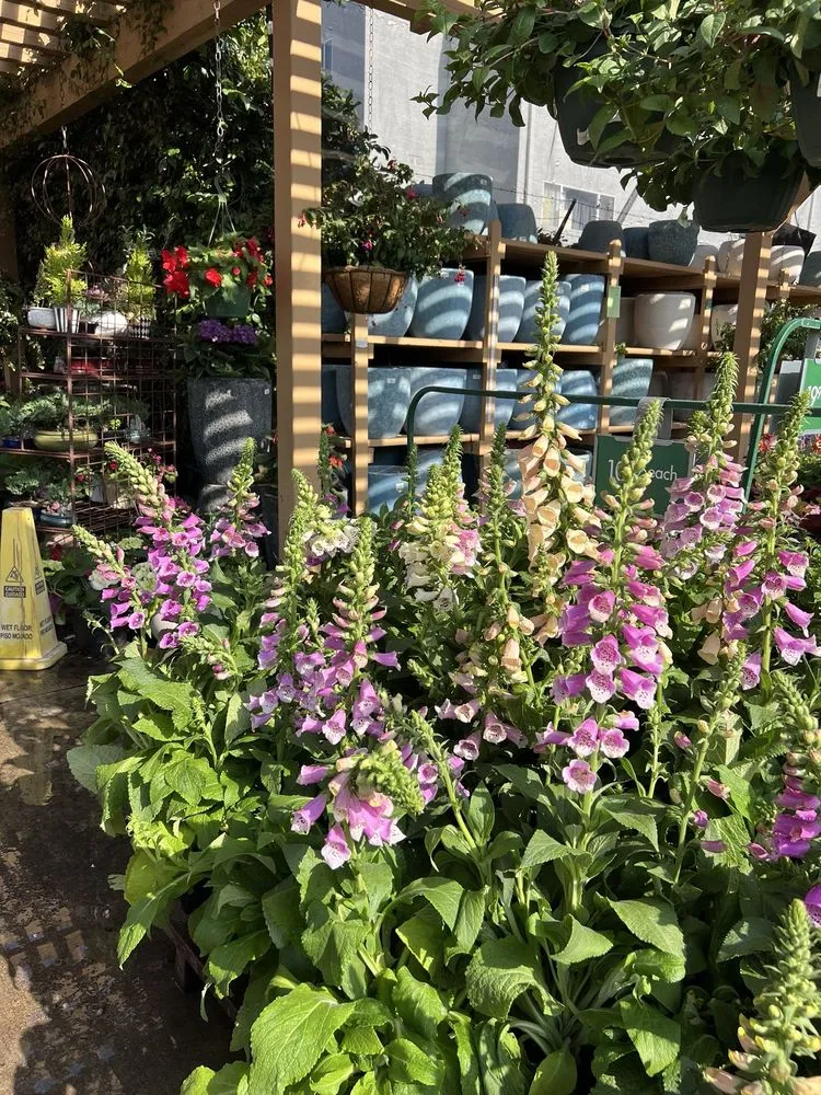 Professional outdoor landscaping for beautiful yards across Sherman Oaks, CA - Armstrong Garden Centers