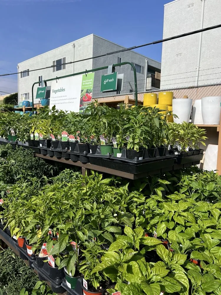 Custom landscape design in Sherman Oaks, CA - Armstrong Garden Centers