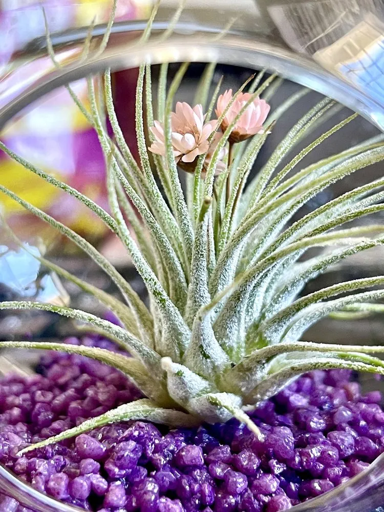 Expert lawn mowing service with custom design across Temecula, CA - Armstrong Garden Centers