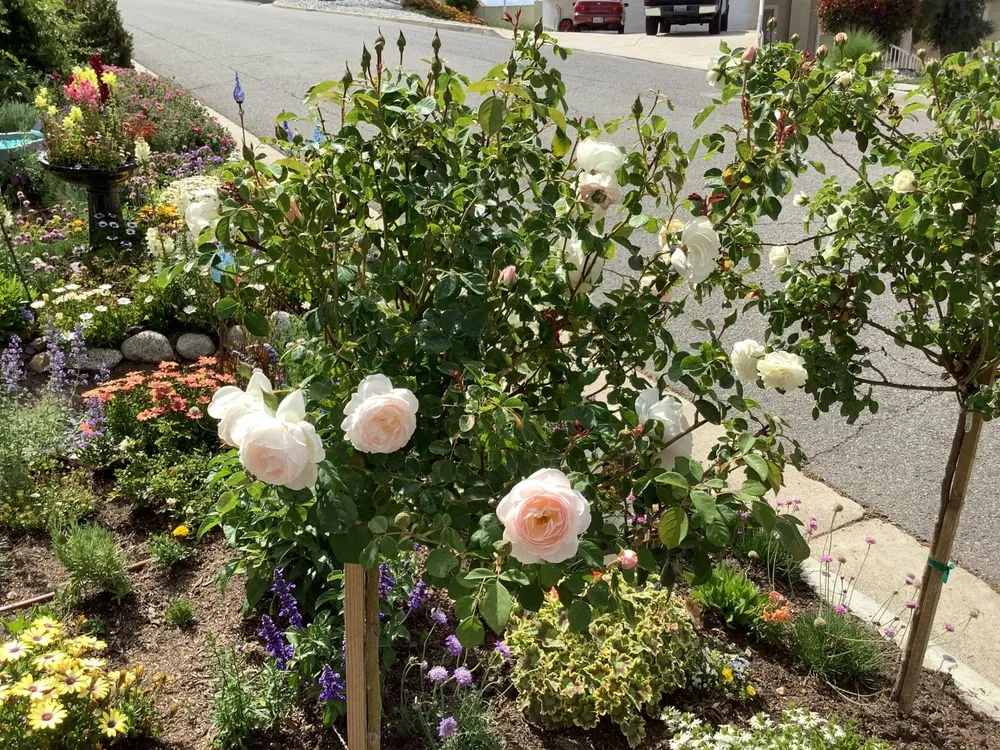 Trusted residential landscaping in Temecula, CA - Armstrong Garden Centers