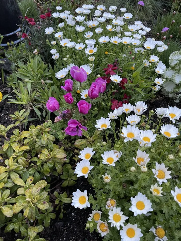 Local garden landscaping for beautiful yards across Temecula, CA - Armstrong Garden Centers