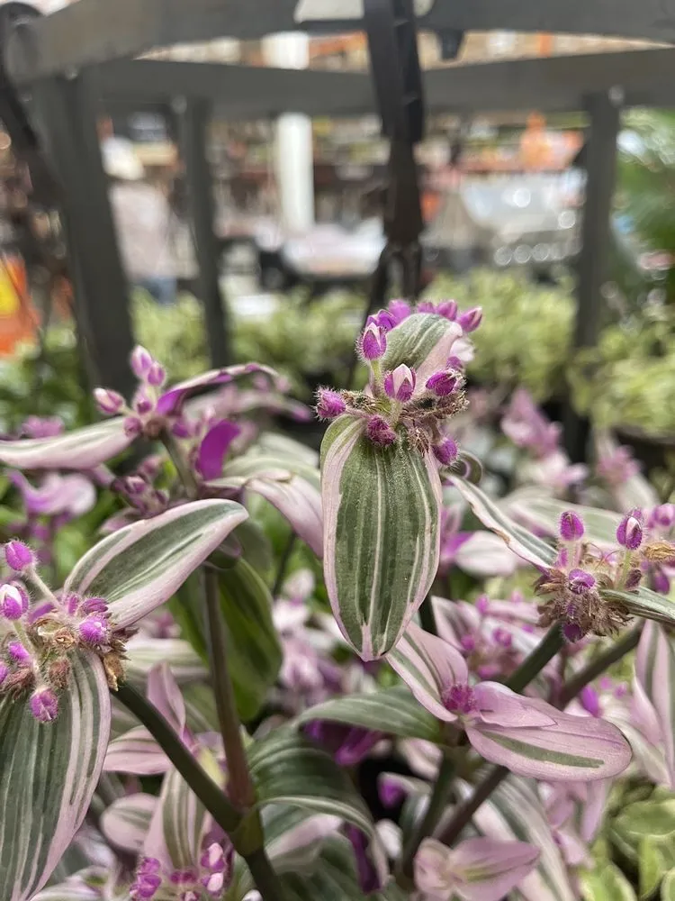 Reliable yard maintenance in Temecula, CA by Armstrong Garden Centers