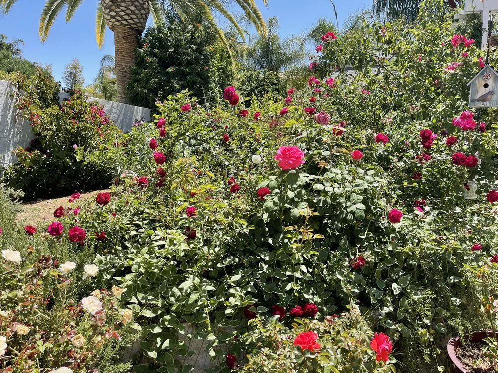 Expert lawn mowing service in Temecula, CA by Armstrong Garden Centers