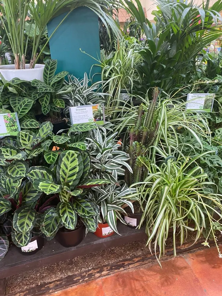 Custom yard cleanup service in Temecula, CA - Armstrong Garden Centers