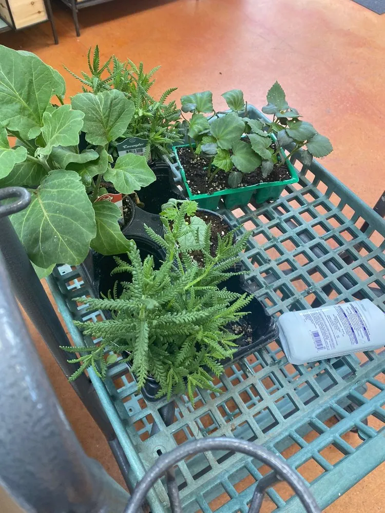 Trusted yard cleanup service for year-round maintenance in Temecula, CA by Armstrong Garden Centers