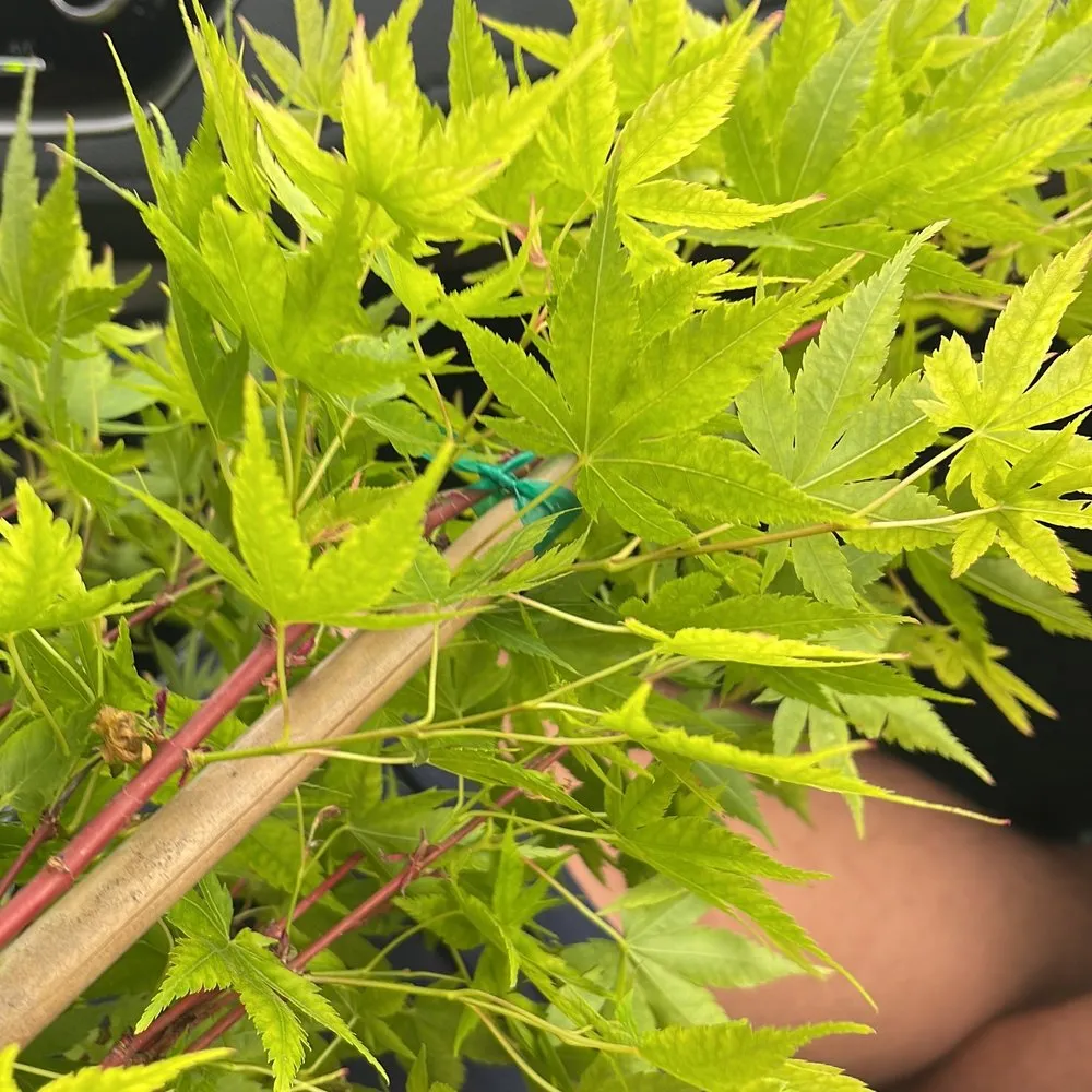 Top-rated garden landscaping in Temecula, CA by Armstrong Garden Centers