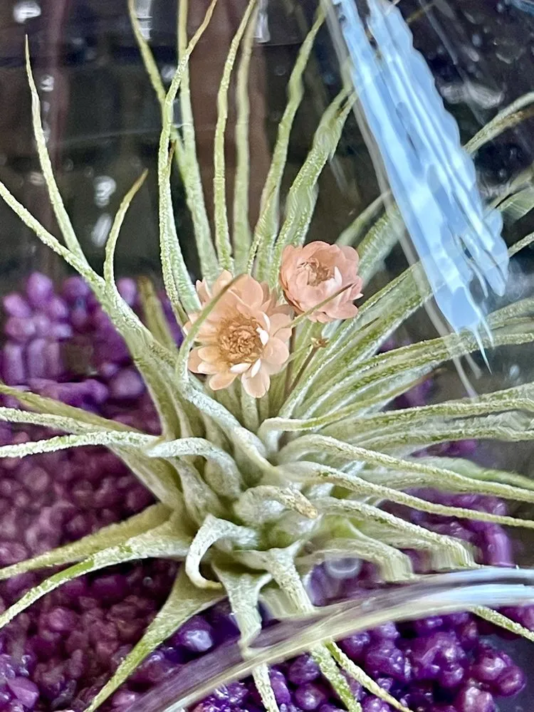 Trusted outdoor landscaping near you across Temecula, CA - Armstrong Garden Centers