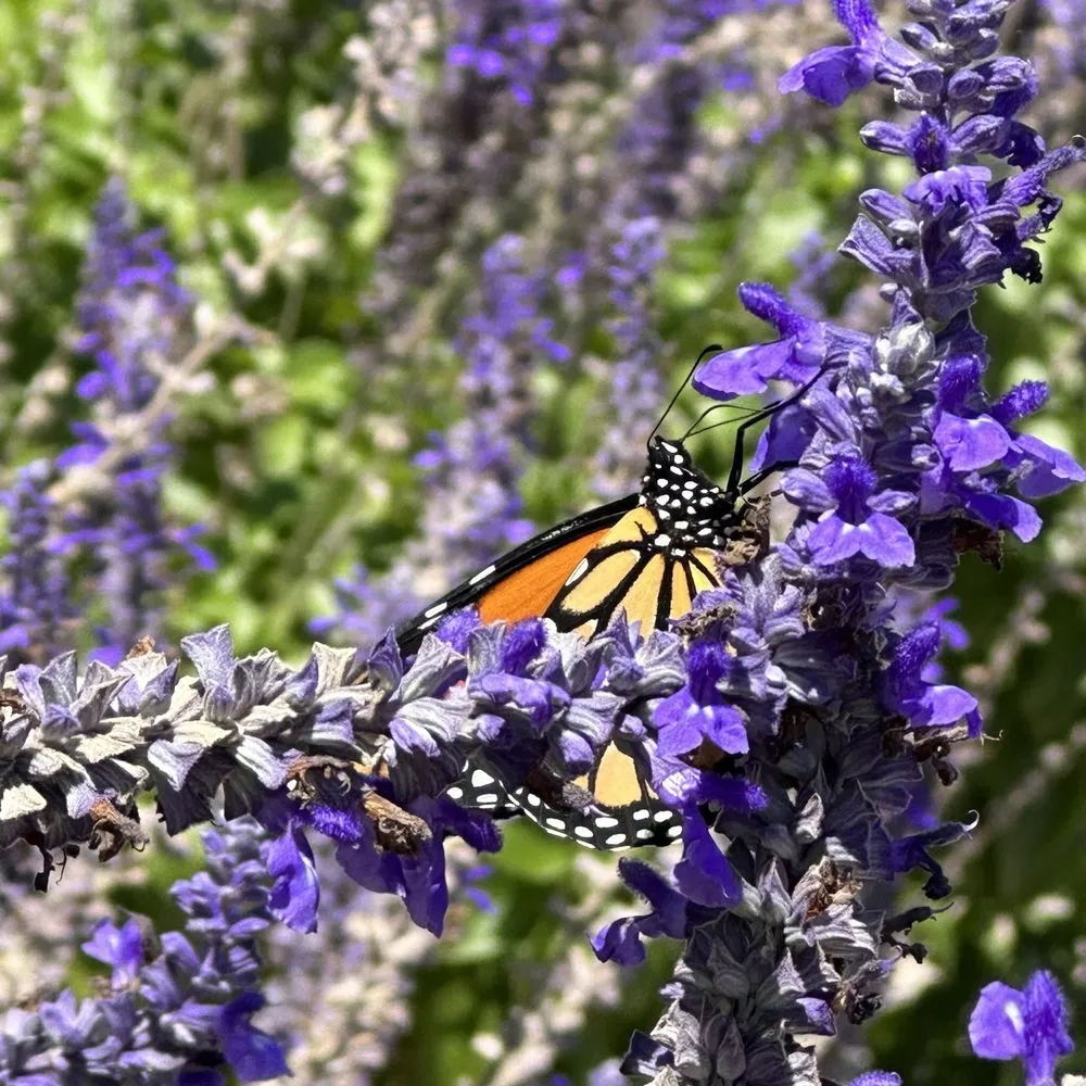 Local yard maintenance for outdoor upgrades in Thousand Oaks, CA by Armstrong Garden Centers