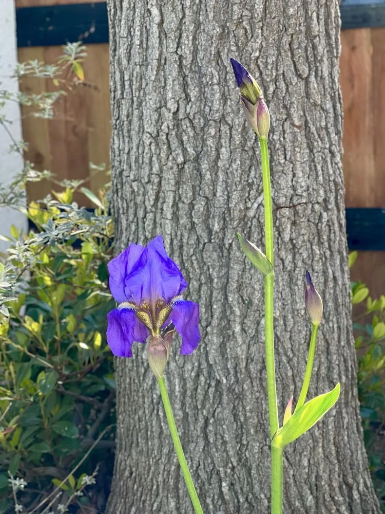 Expert landscape installation experts serving Thousand Oaks, CA - Armstrong Garden Centers