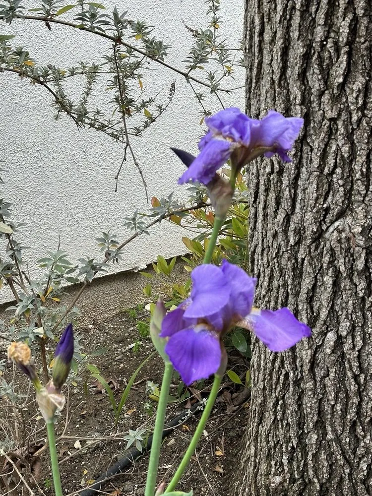 Expert landscape installation in Thousand Oaks, CA by Armstrong Garden Centers
