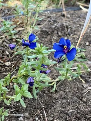 Armstrong Garden Centers Logo