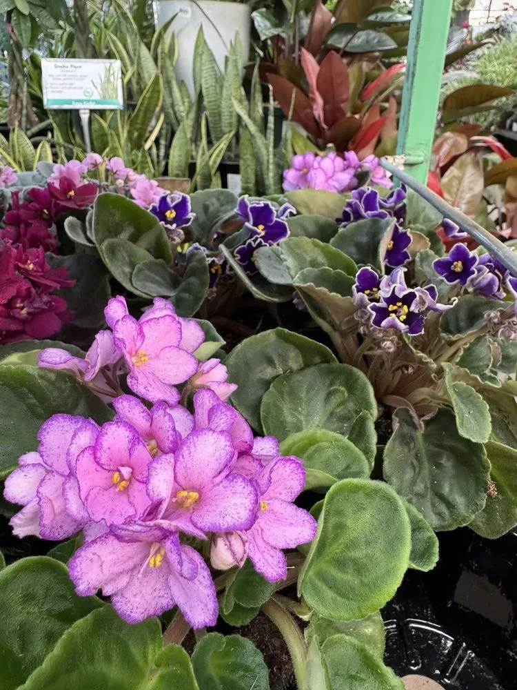 Reliable landscape design experts serving Torrance, CA - Armstrong Garden Centers