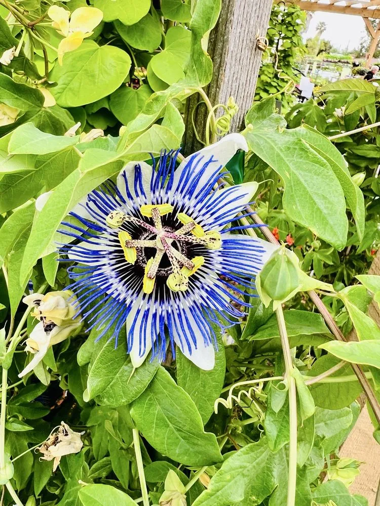 Professional landscape installation for beautiful yards across Torrance, CA - Armstrong Garden Centers