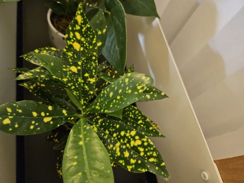 Professional landscape design in Torrance, CA by Armstrong Garden Centers