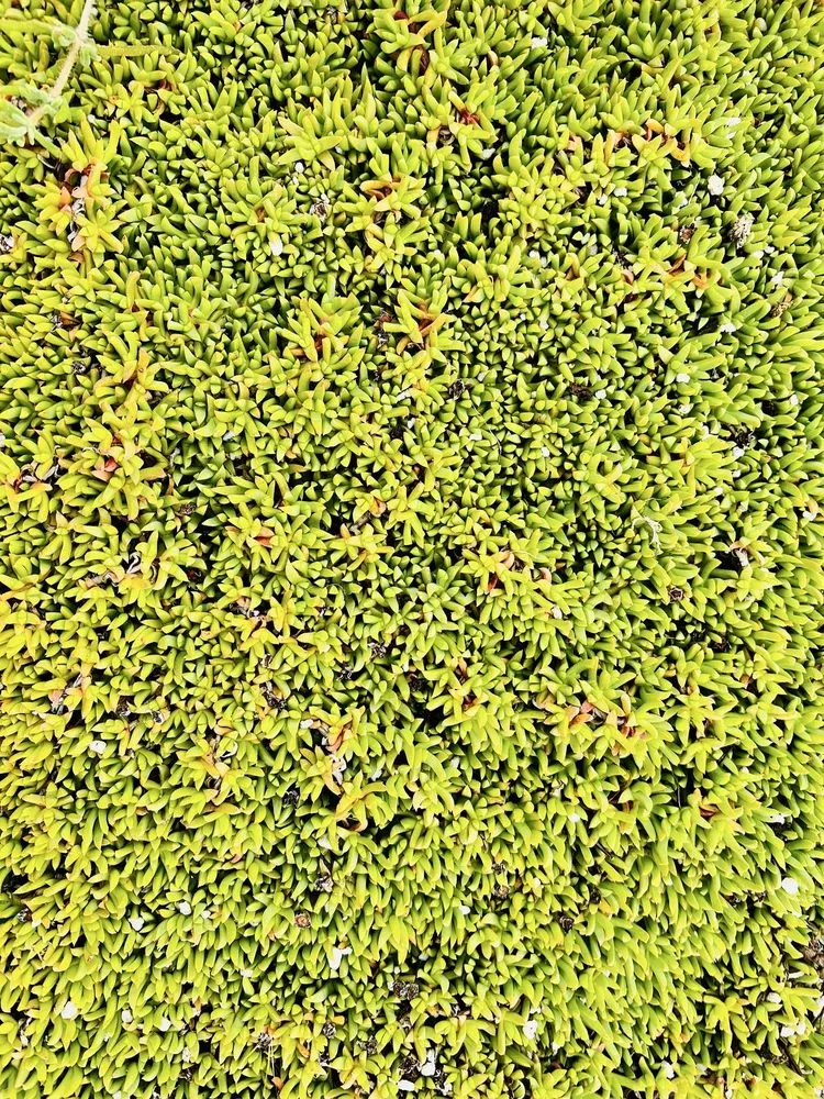 Trusted garden landscaping in Torrance, CA by Armstrong Garden Centers