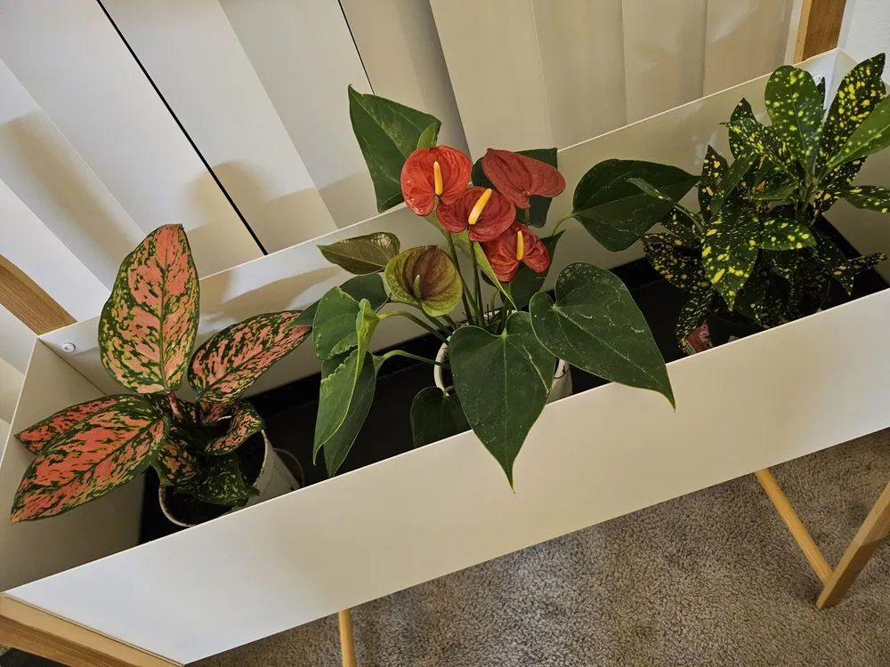 Professional landscaping services in Torrance, CA by Armstrong Garden Centers