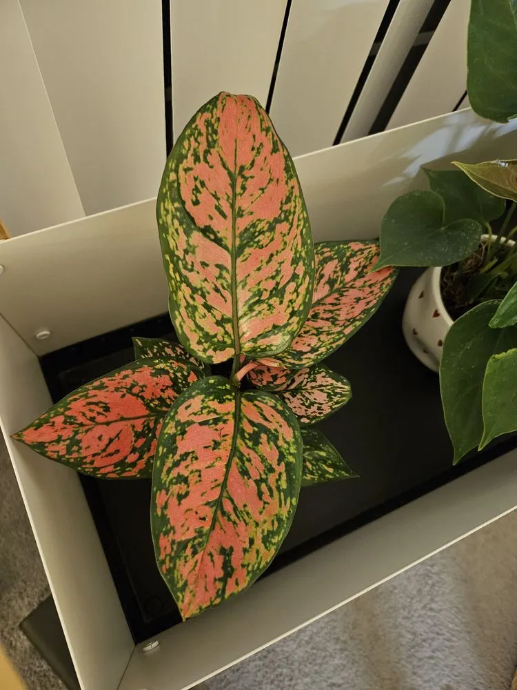 Top-rated lawn mowing service experts serving Torrance, CA - Armstrong Garden Centers