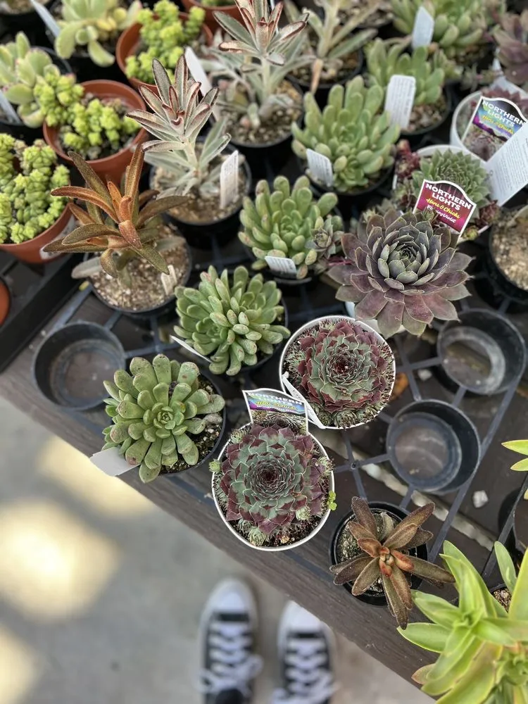 Local landscaping services for beautiful yards across Torrance, CA - Armstrong Garden Centers