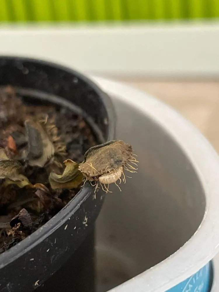 Top-rated lawn mowing service in Tustin, CA by Armstrong Garden Centers