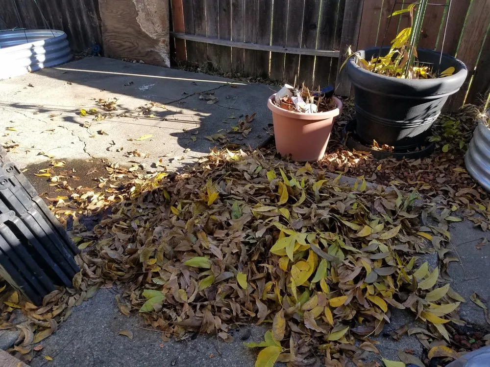 Trusted lawn mowing service near you in Rocklin, CA by Armstrong Landscape Services