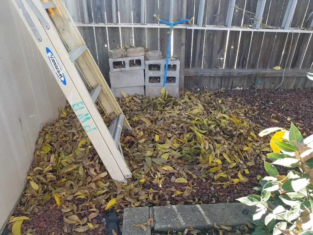 Professional yard cleanup service in Rocklin, CA by Armstrong Landscape Services