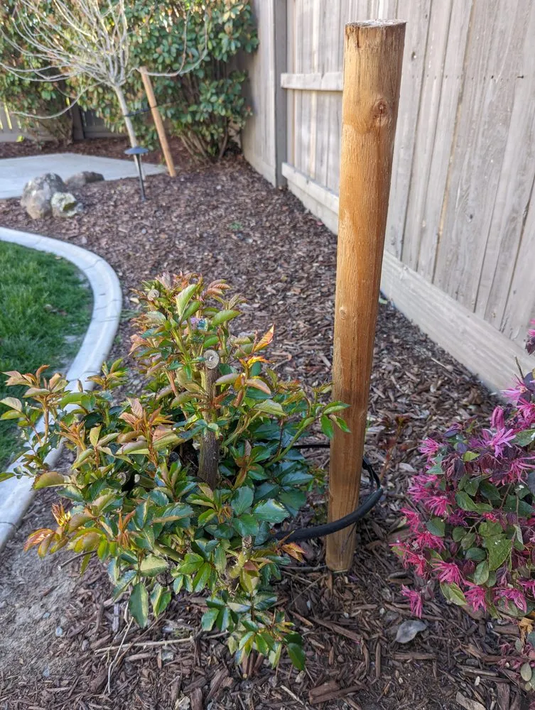 Expert yard cleanup service in Rocklin, CA - Armstrong Landscape Services
