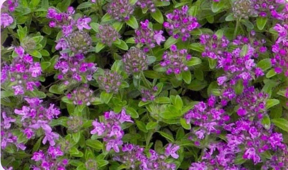 Local outdoor landscaping in Glendora, CA - Armstrong Landscaping