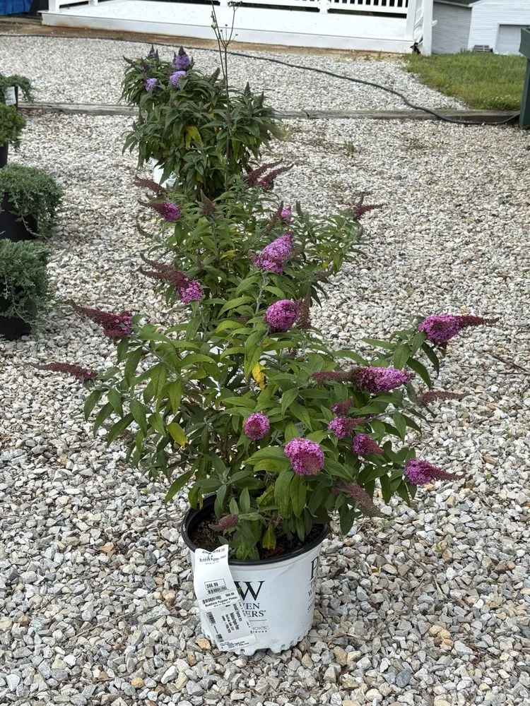 Custom landscape design near you in Arnold, MD by Arnold Farms