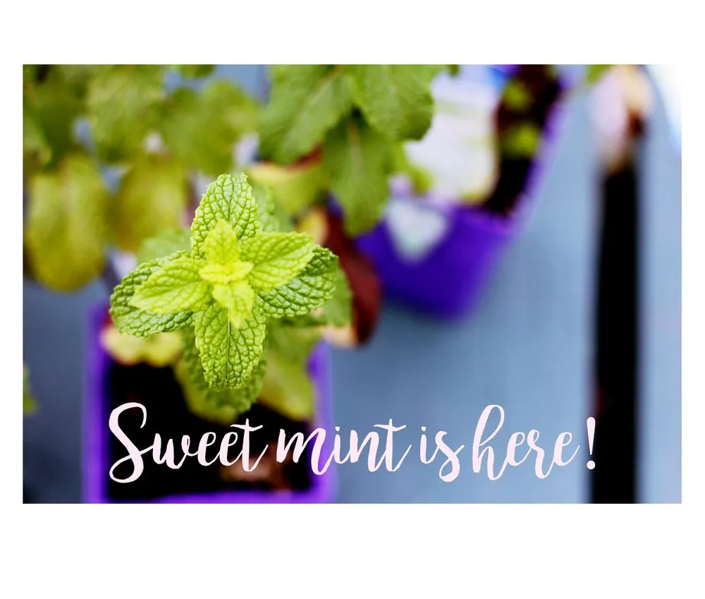 Local yard cleanup service in Arnold, MD by Arnold Farms