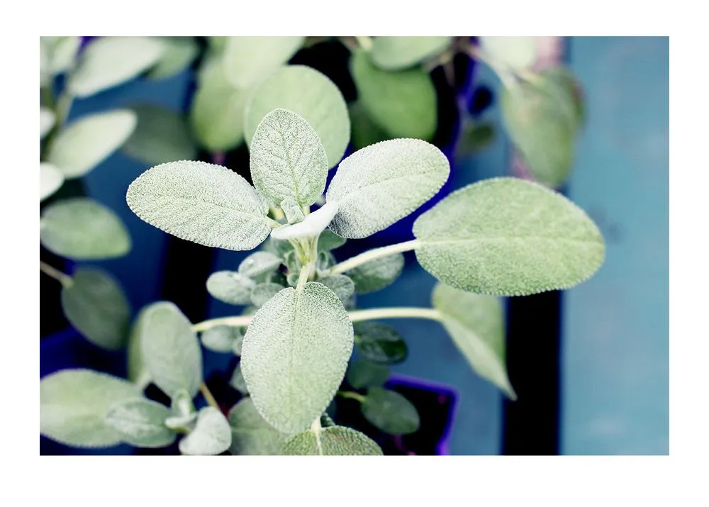 Expert landscape design in Arnold, MD by Arnold Farms