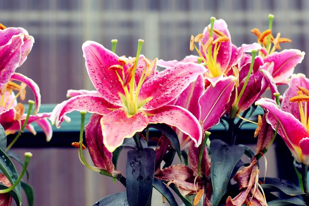 Top-rated lawn care service in Arnold, MD - Arnold Farms