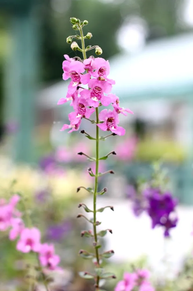 Affordable residential landscaping for beautiful yards in Arnold, MD by Arnold Farms