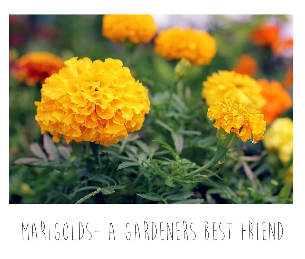 Professional landscape installation for residential properties in Arnold, MD by Arnold Farms