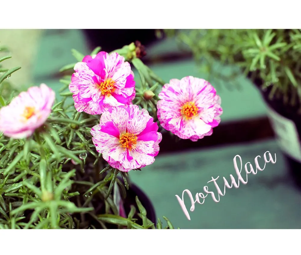 Affordable landscape installation in Arnold, MD by Arnold Farms