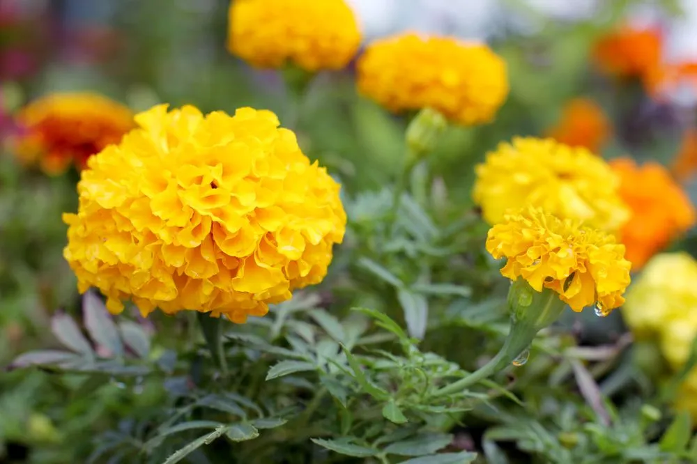 Reliable lawn mowing service for outdoor upgrades in Arnold, MD by Arnold Farms