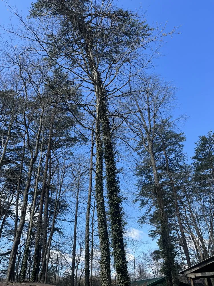 Reliable lawn mowing service in Lancaster, OH - Arnold Outdoor Tree and Landscaping