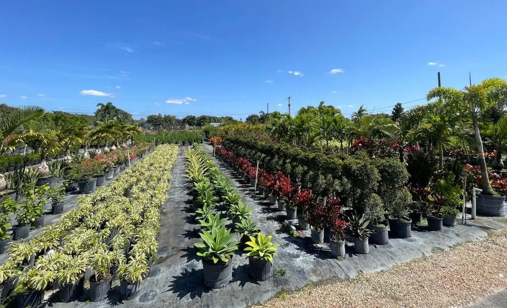 Reliable residential landscaping in Boynton Beach, FL - Arnoldo Nursery and Landscaping