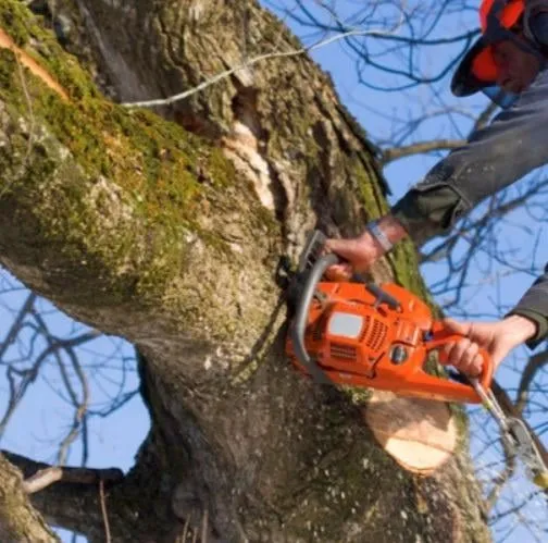 Top-rated outdoor landscaping for residential properties in Fresh Meadows, NY by Arnoldo's Tree Service