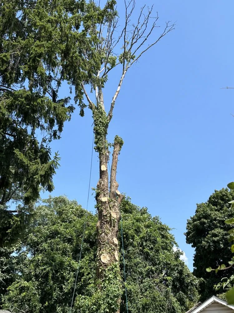 Custom lawn care service in Fresh Meadows, NY - Arnoldo's Tree Service