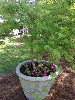 Arnold's Landscaping Logo