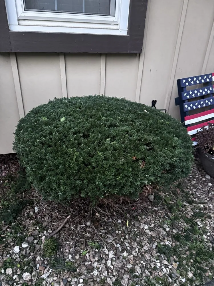 Custom lawn mowing service in Independence, MO by Arnold’s Reliable Lawncare