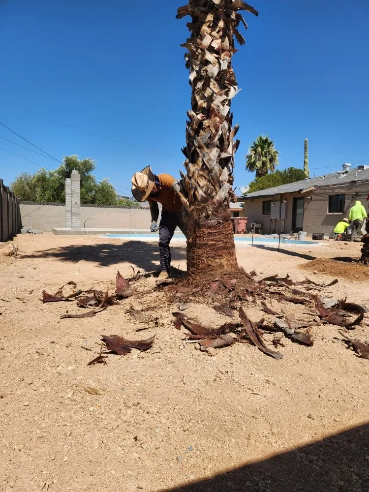 Reliable landscaping services for year-round maintenance in Phoenix, AZ by Arnol's Lawn Services and Irrigation