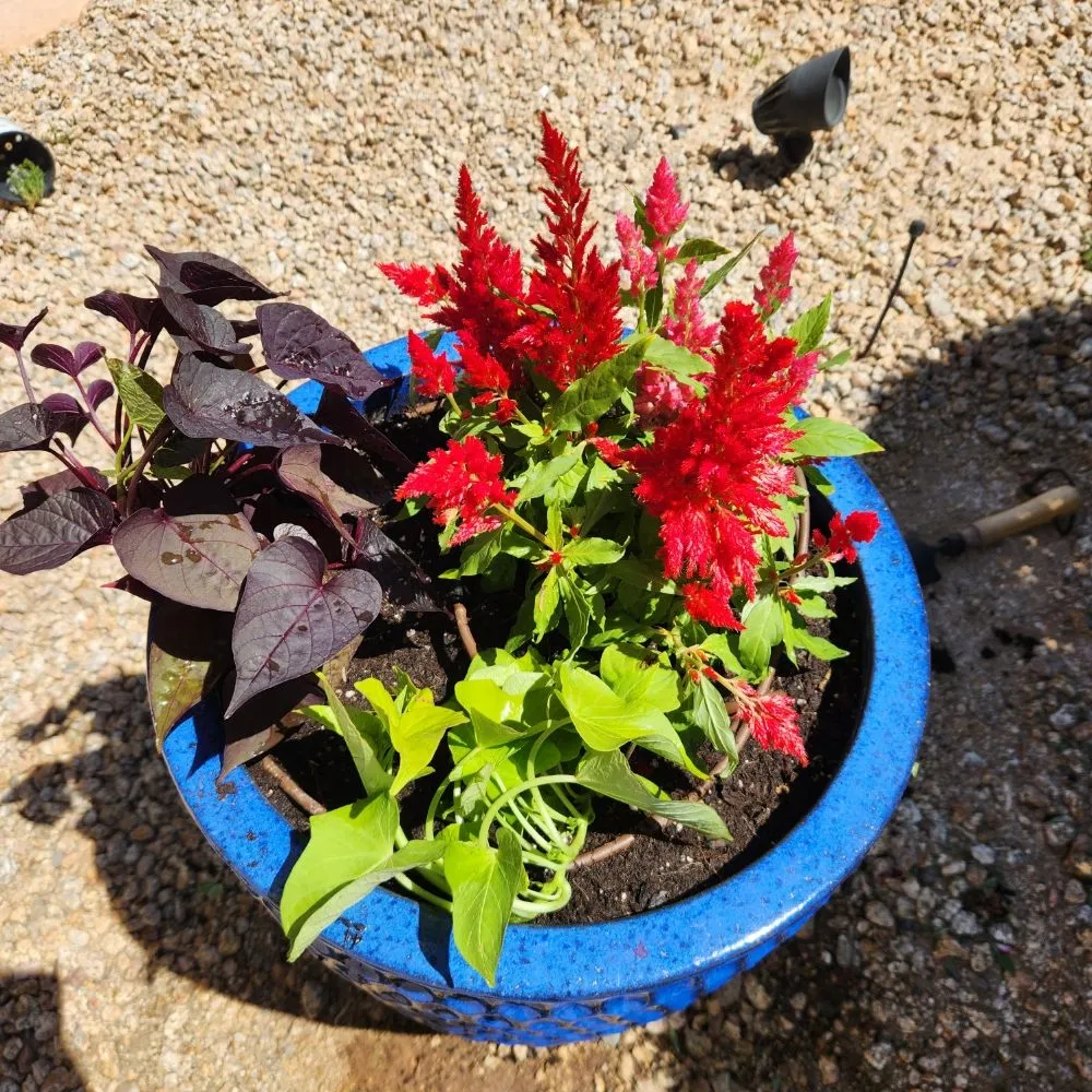 Affordable landscaping services for year-round maintenance in Phoenix, AZ by Arnol's Lawn Services and Irrigation