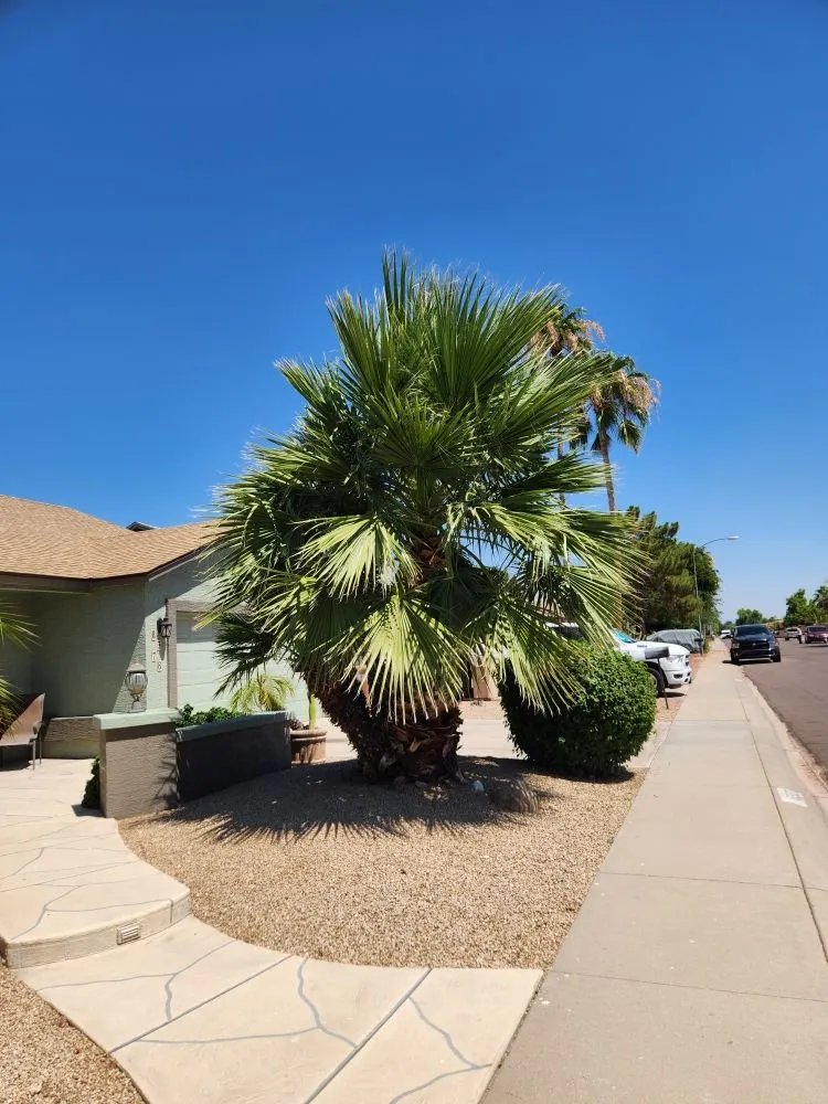 Custom lawn care service with custom design across Phoenix, AZ - Arnol's Lawn Services and Irrigation